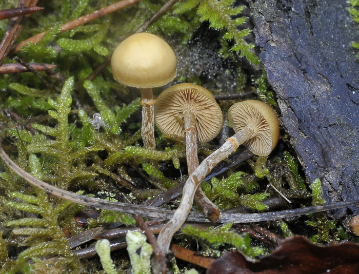 Galerina sp.